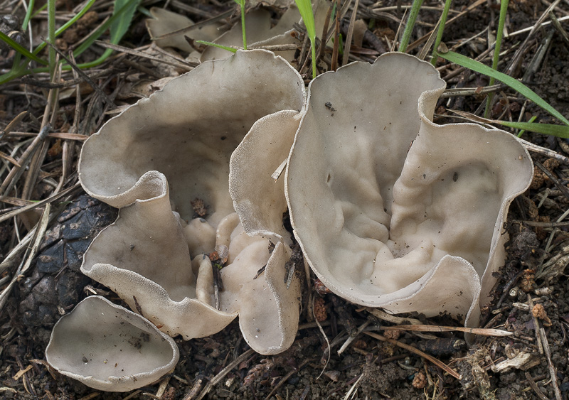 Helvella costifera